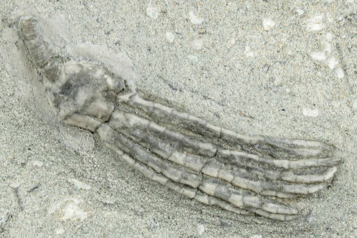 Fossil Inadunate Crinoid - Crawfordsville, Indiana #273729